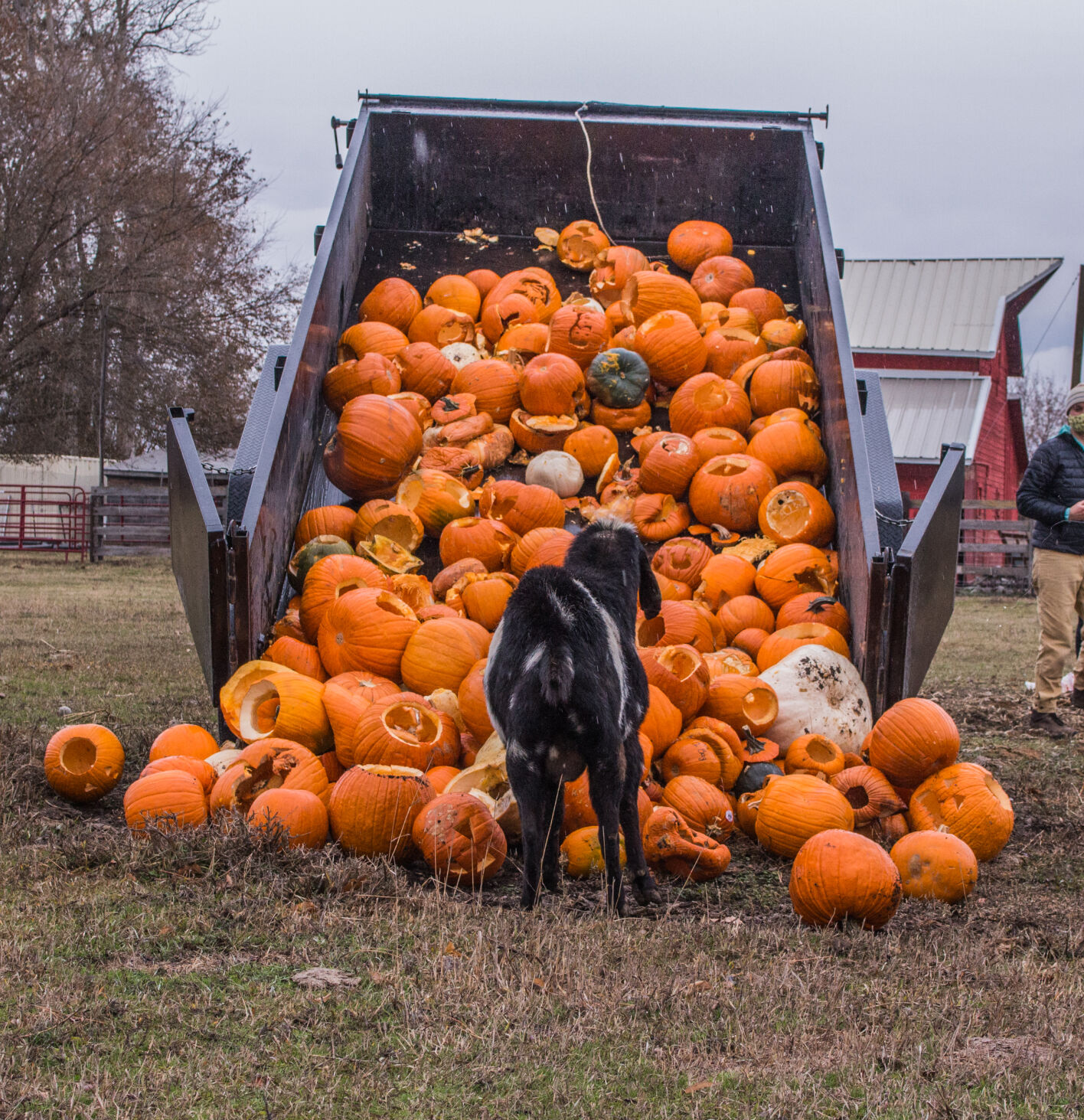 Pumpkin Re-harvest 07